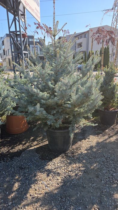 Mesteacan decorativ, tei argintiu, stejar verde, leylandi, tuia smaragd, enuperi taratori, brazi argintii, pini nigra, frasin ornamental,