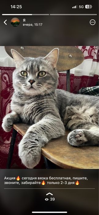 Вязка Чистокровного Британца