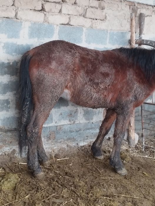 Семіз кунан сатам