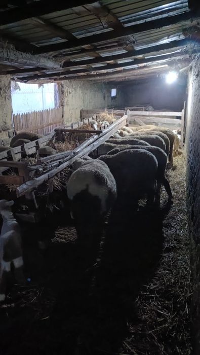 Oi de vanzare tinere cu miel