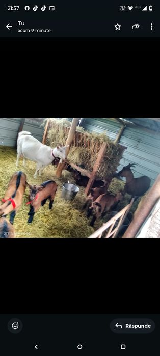 Vând capre rasa alpina franceza