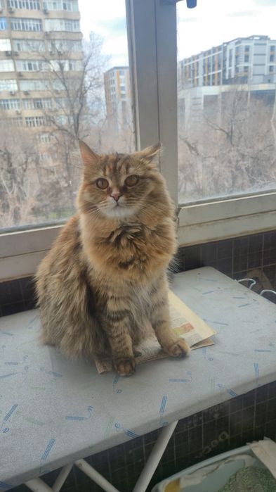Отдам в хорошие руки котенка