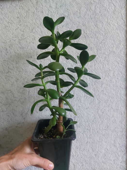 Продам комнатные растения.