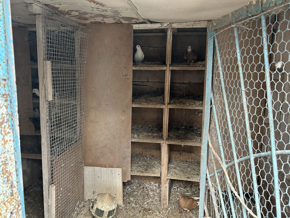 Продам две голубятни
