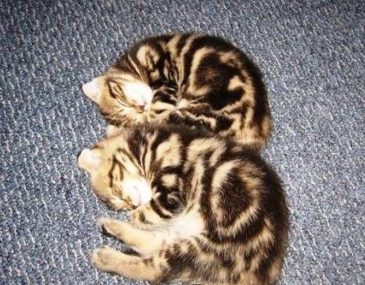 Котята чистокровные