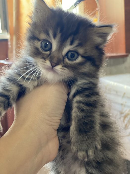 Продаются котята