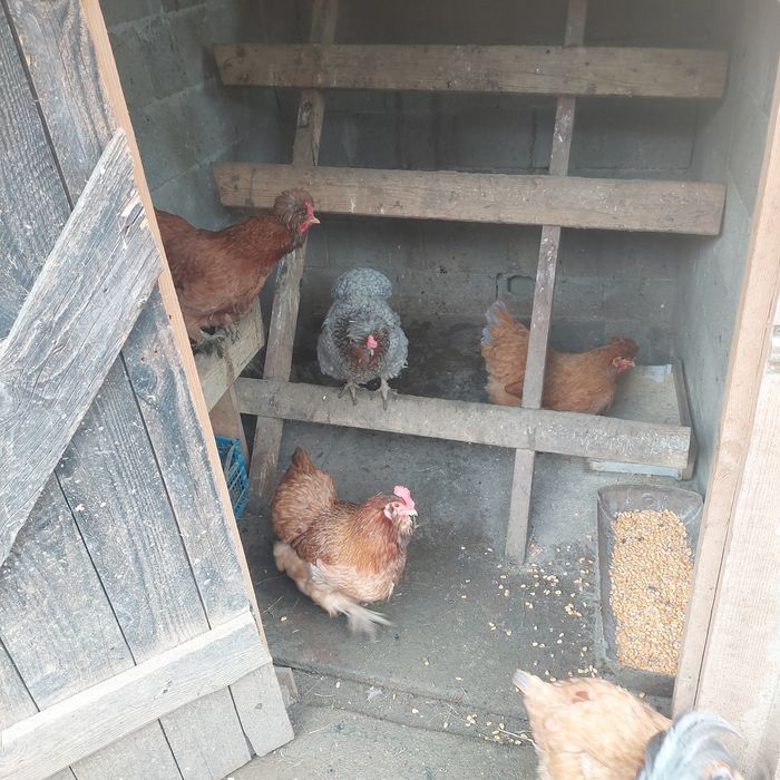 Ouă pentru incubat.