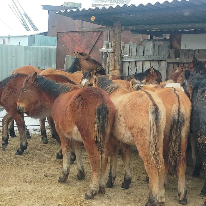 Жеребята 300тыс доставка