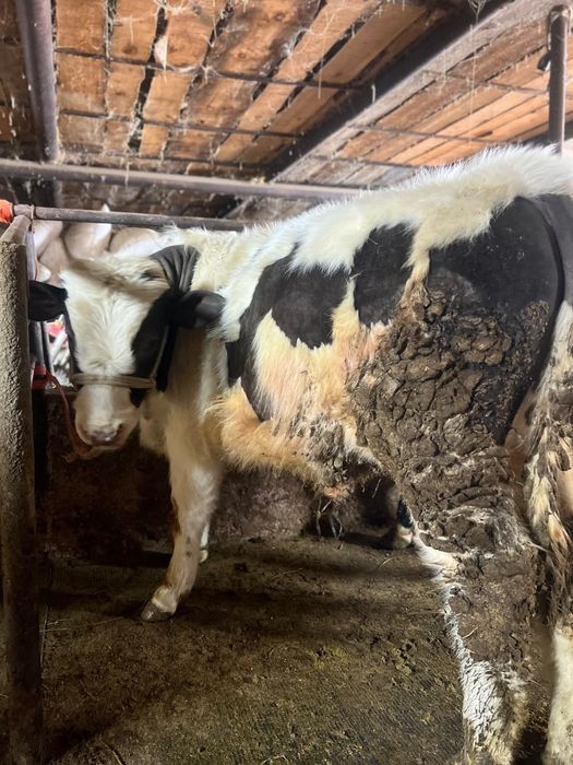 Продам бычки чернопестрая голштин