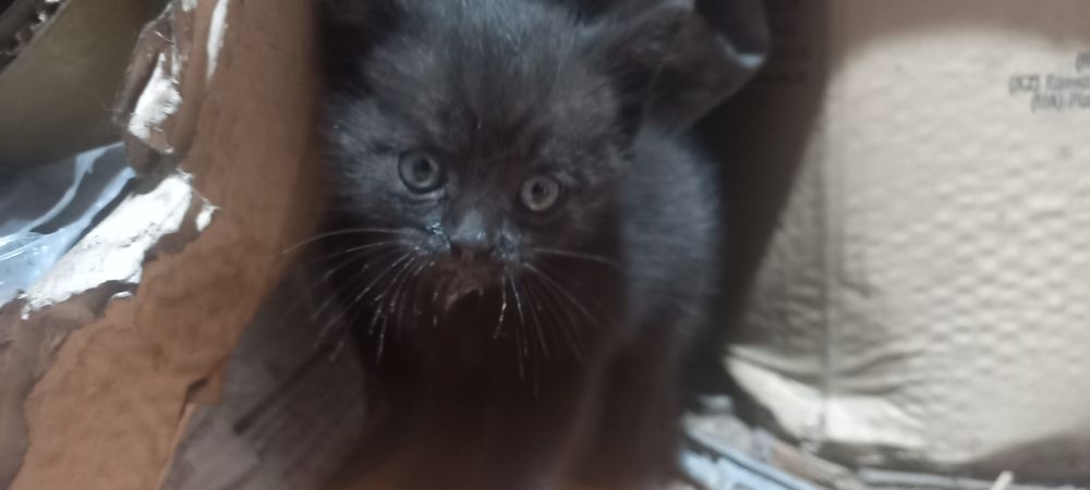 Отдам котят в самые добрые руки !