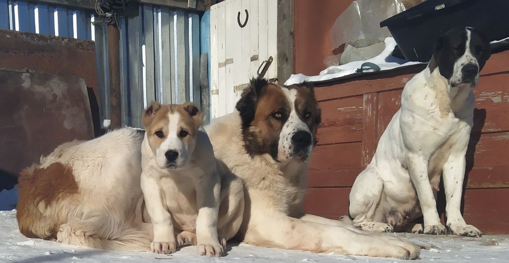 Алабай приглашает на вязку.