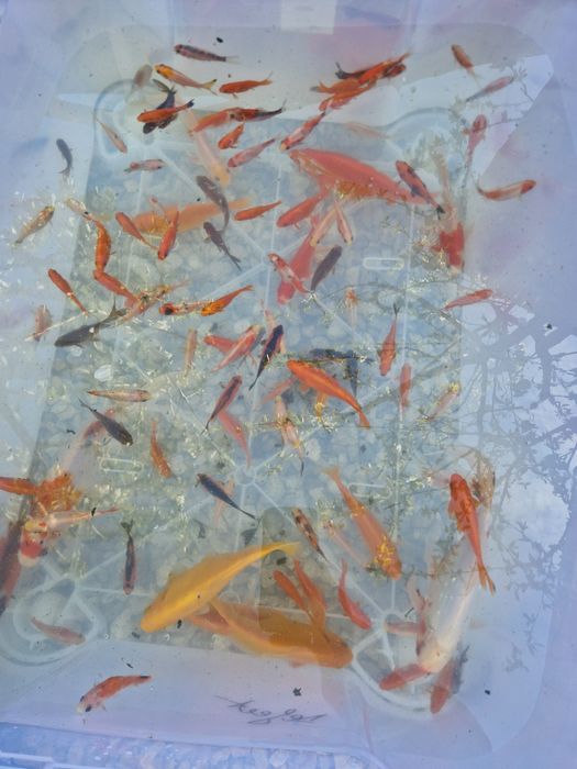 Vând pesti crapi koi și carasi în Cluj-Napoca nu livram în țară prețul este de la 10 lei în sus