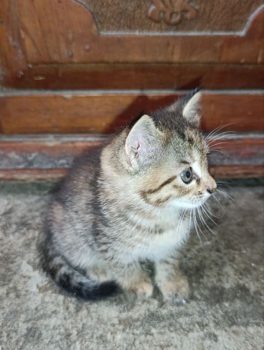 Котята в хорошие руки