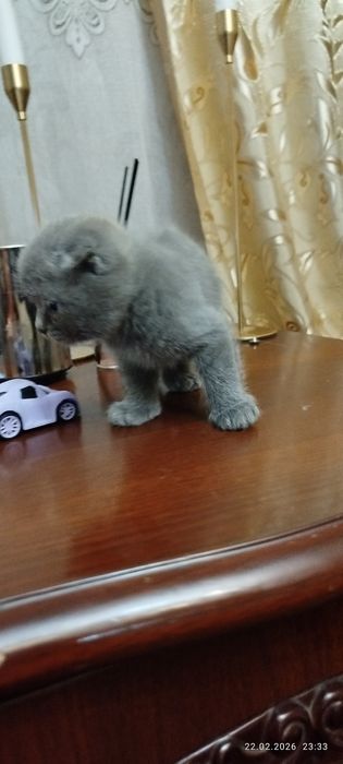 Вислоухие котята