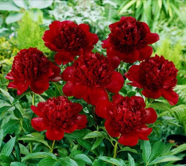 Rizomi ( Bulbi) de Bujori mari Paeonia, pt plantat, mari și parfumați, fluorescenta bogata nuante de Alb, Blue, Rosu Roz Mov inchis Galben Portocaliu