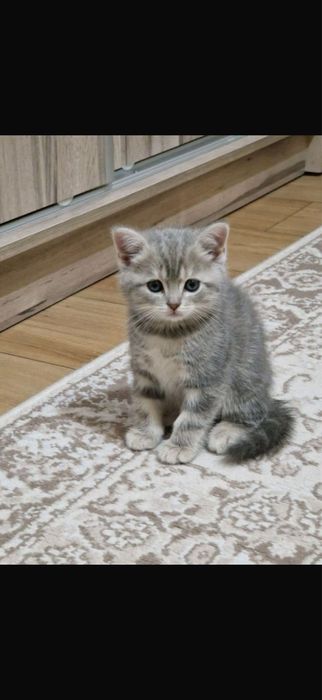 Бесплатный котёнок