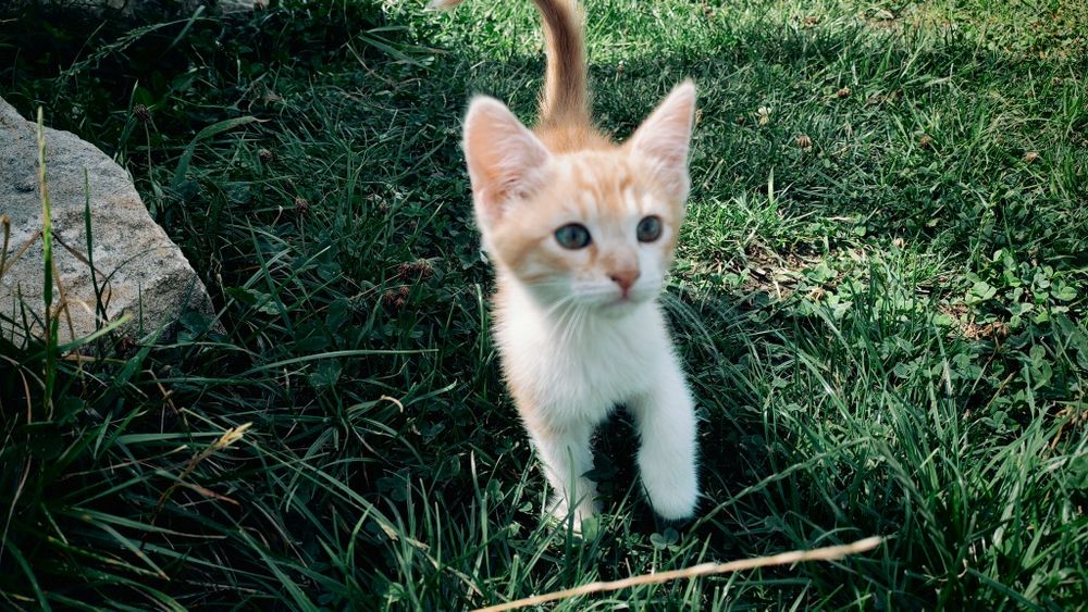 Ofer spre adoptie în pisicuta de 2 luni