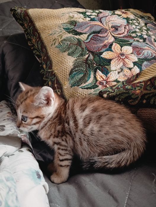 Бенгальские котята