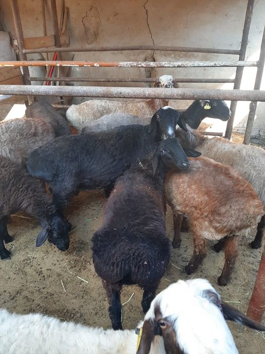 Қойлар тоқтылар сатылады