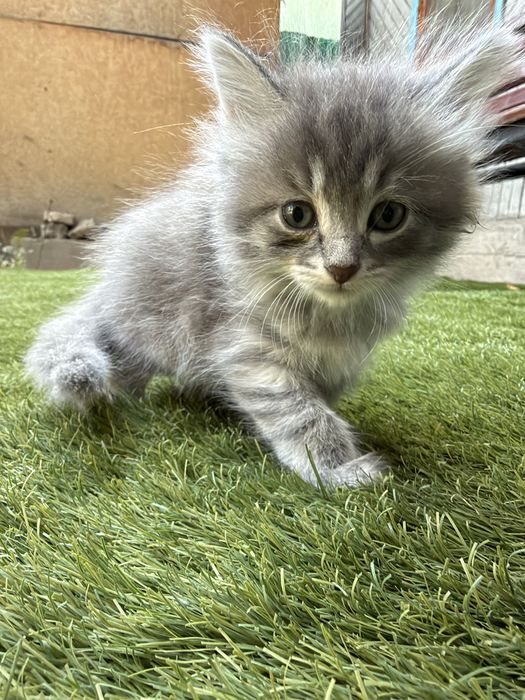 Домашние котята даром