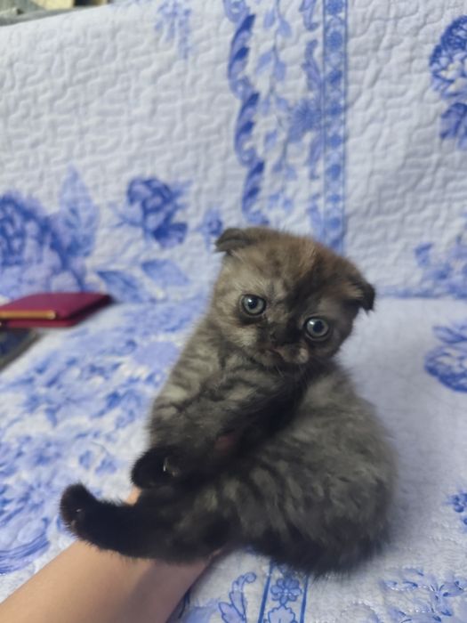 Продается котенок, породы скотиш фолд