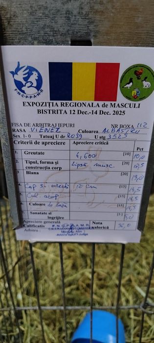 Vienez Albastru  iepure