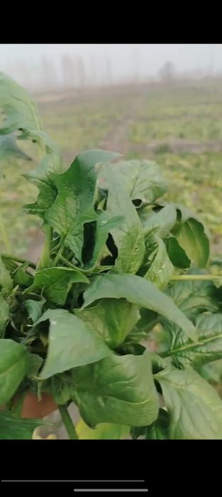 Shipanat sotamiz dastafka siz bor