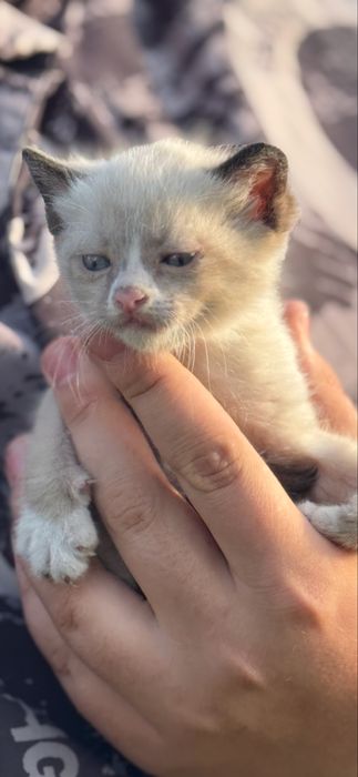 Котята Аксу бесплатно