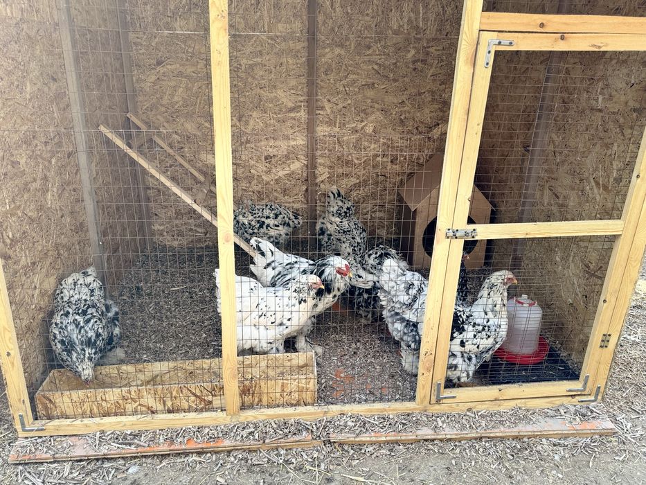 Брама мрамор ( Далматинка)