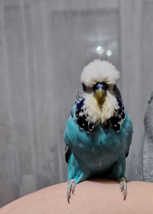 Peruși Standard & Peruși normali de vânzare!