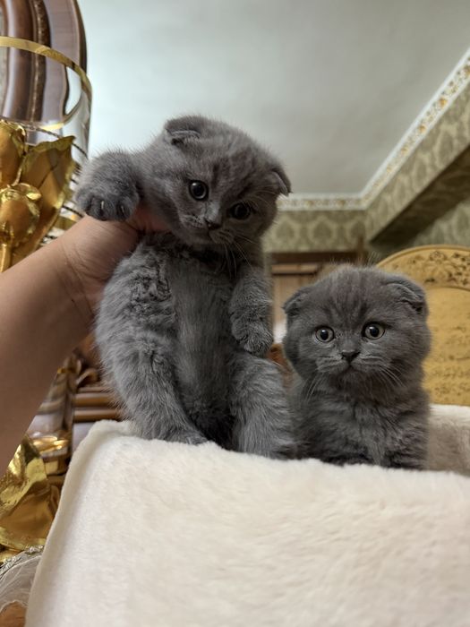 Mushuk Koshka Zottor