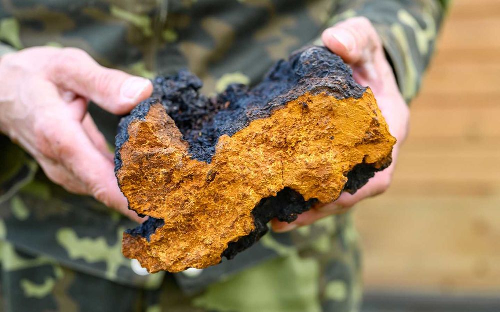 tinctura Chaga (Inonotus obliquus) 50ml, raport 1:5, dublu extract