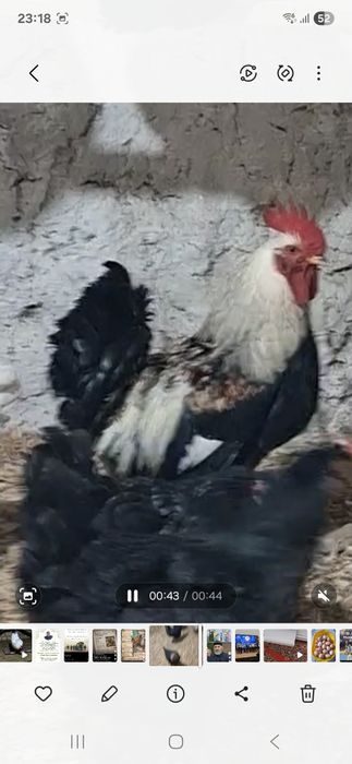 Птицыыыыыыыыыыыы