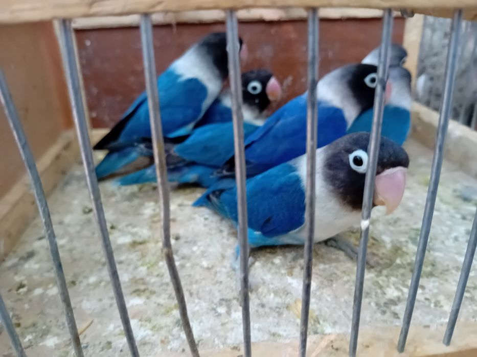 Agaponis personata violet 2024--2025