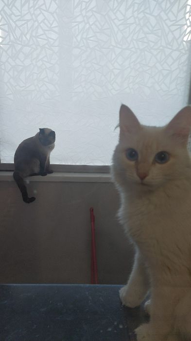 Пропала Белая Кошка