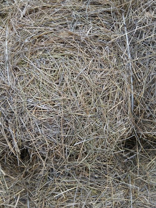 Шоп сатам Сено продам