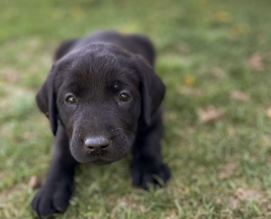 Лабрадор ретривер щенята