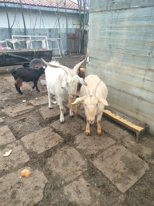 De Vânzare Țap Sanen sau variante