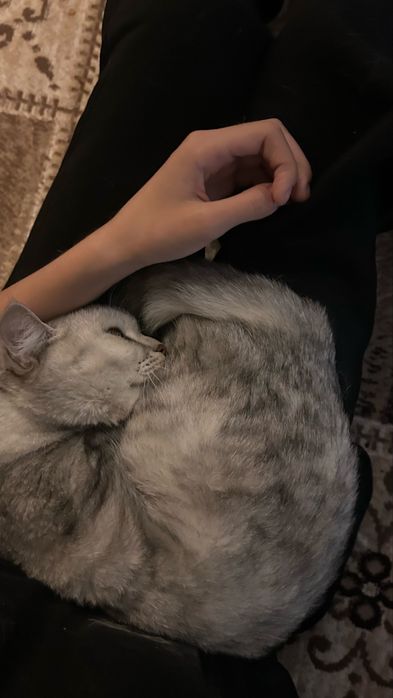 ласковый котенок бесплатно
