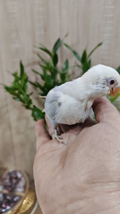 Продается птенец Неразлучника.