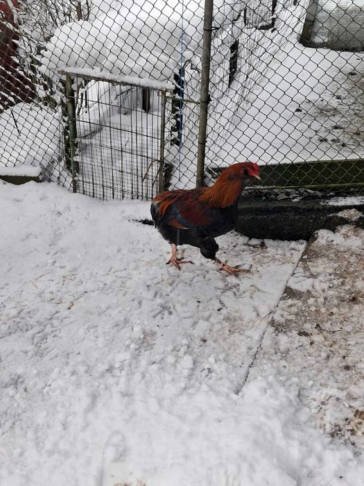 Vând cocoși Araucana 2025.