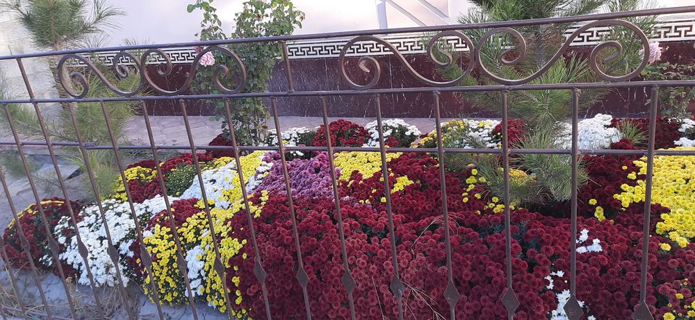 Xrizantema guli sotiladi,har xil rangi bor globus  shakldagi