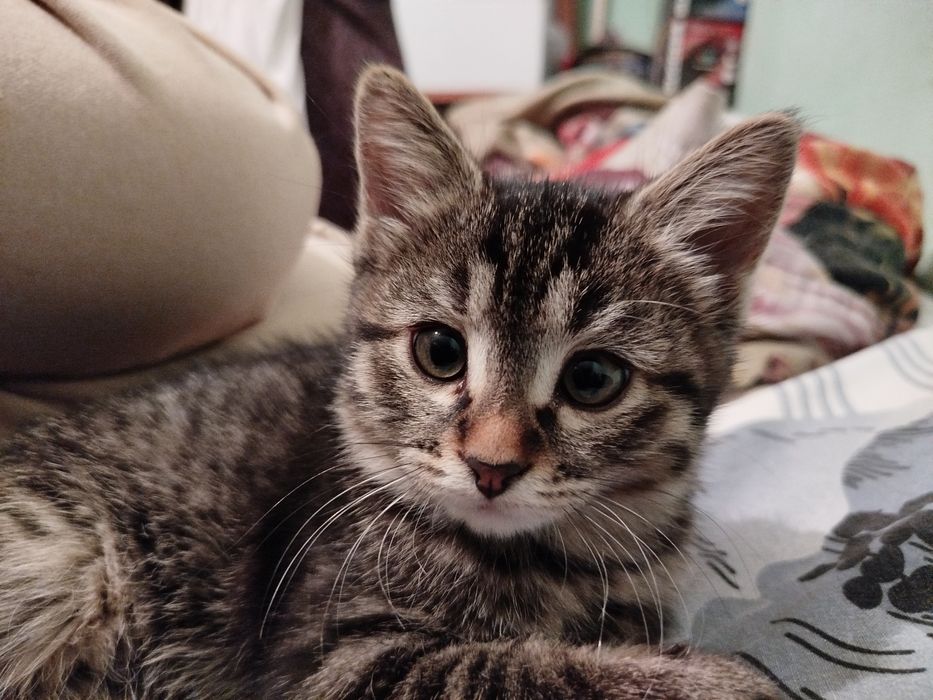 Котенок девочка 2мес отдаю