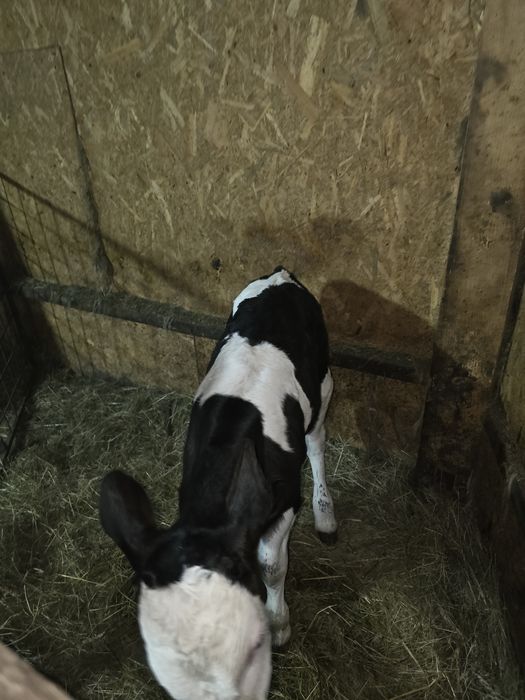 Tauras baltata romaneasca pe negru