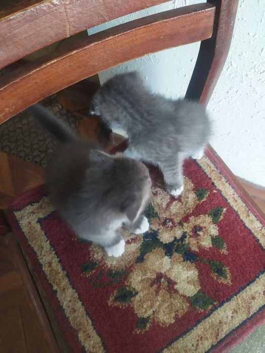 котята вислоухие