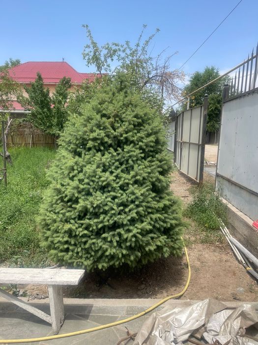 Елки живые для ландшафта