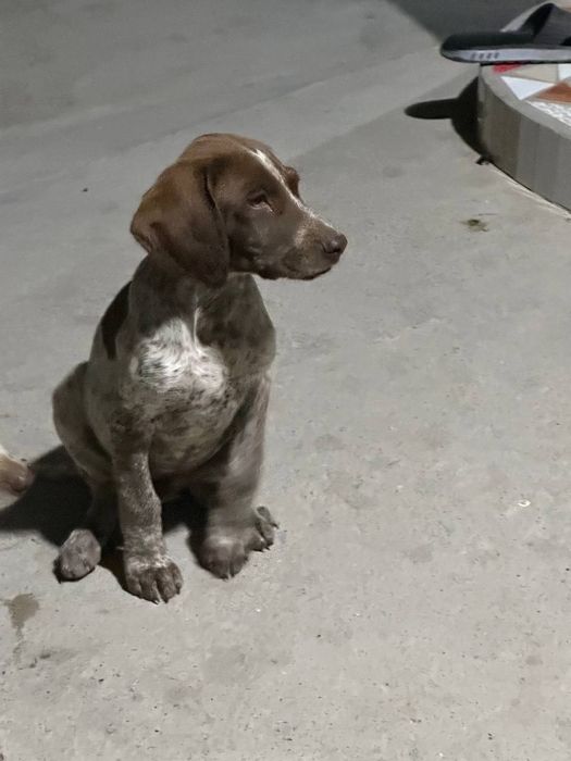 Ovchi  itlar  bollari   sotiladi