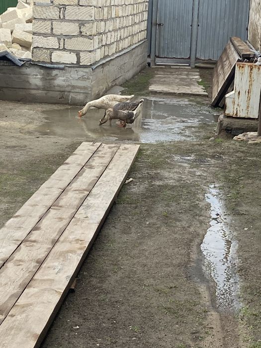 Гусиные яйца Қаз жұмыртқасы сатылады.