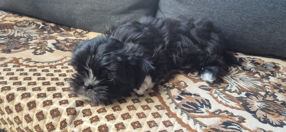 Vand catel Shih Tzu, baietel
