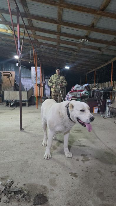 Алабай сатылады екі жасар